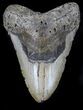 Bargain Megalodon Tooth - North Carolina #37341-1
